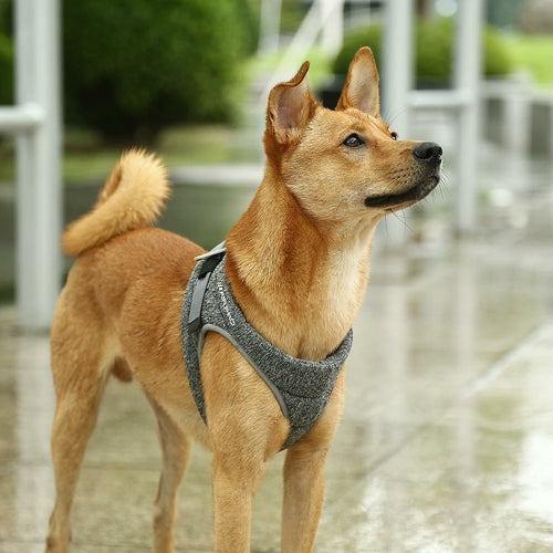 Air Pro Comfort Harness